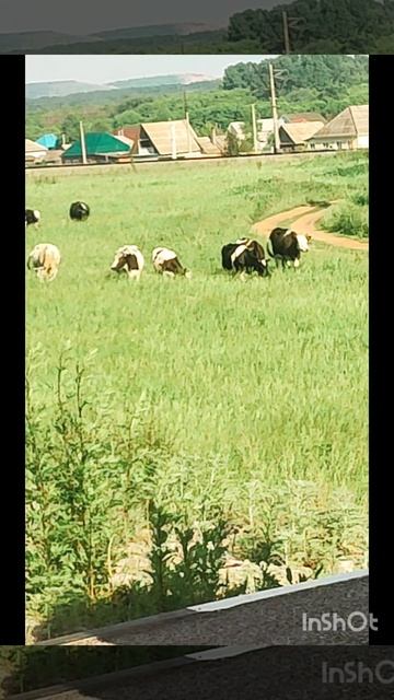 На лугу пасутся коровы смотреть онлайн