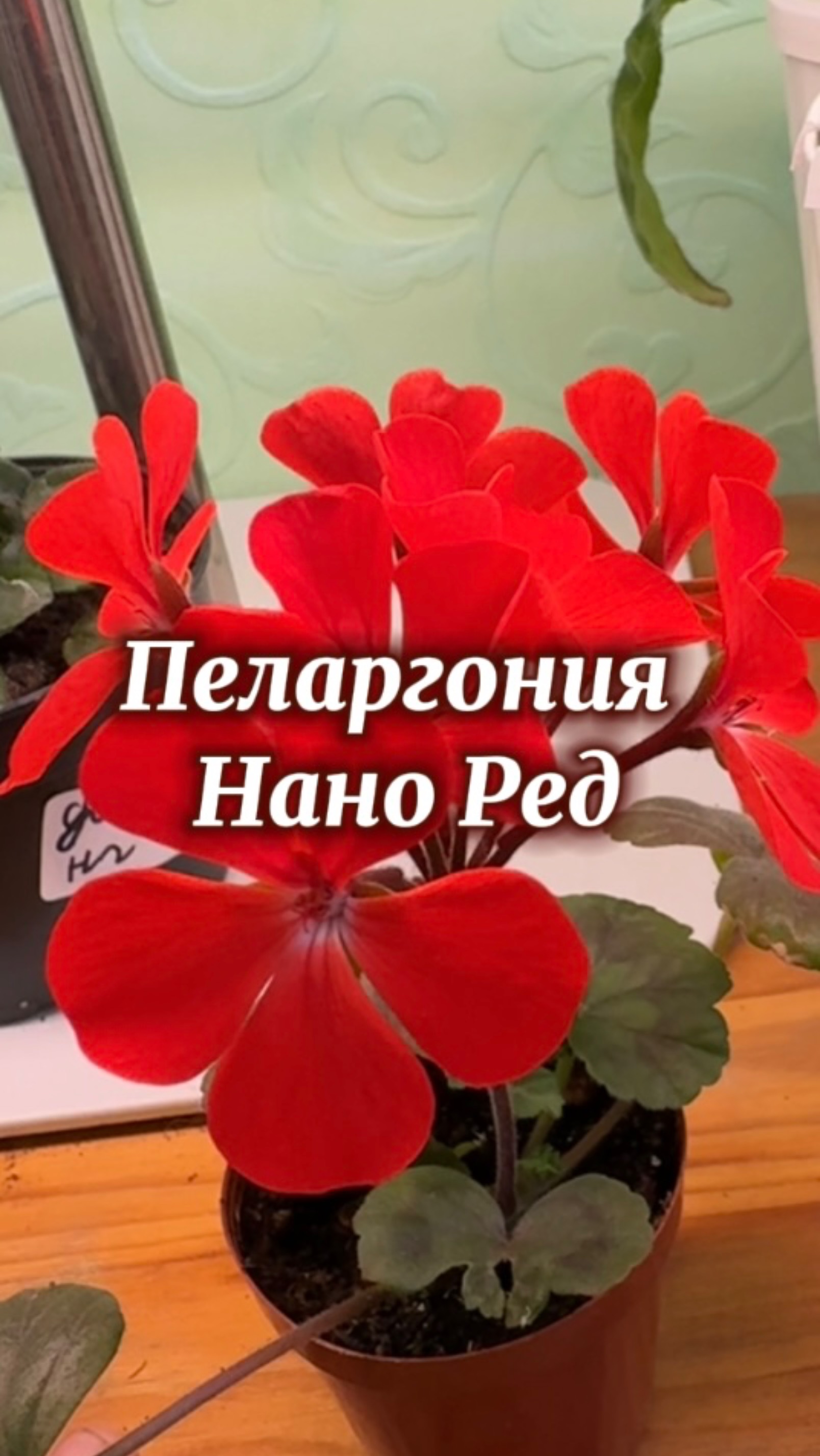 Малютка пеларгоша