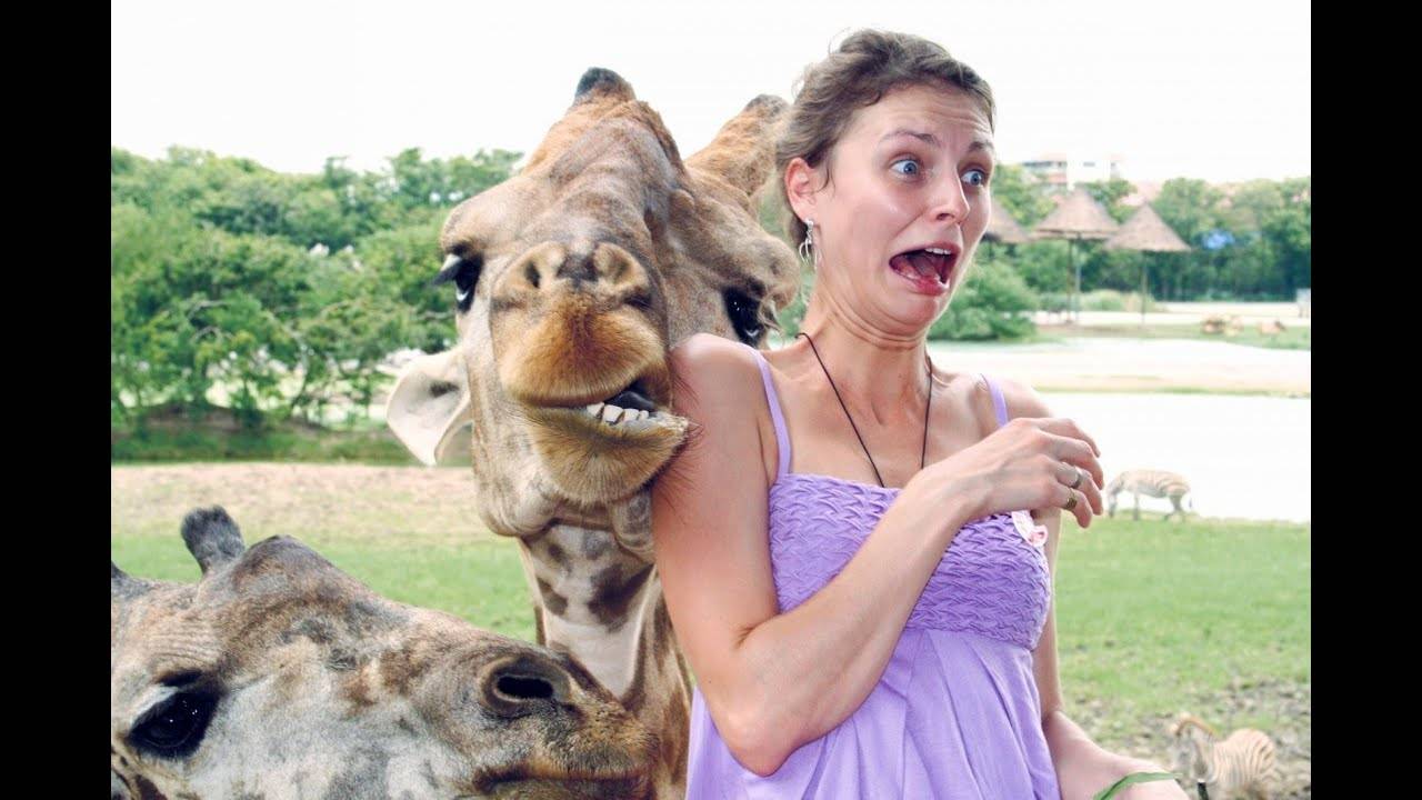 #28 😆😆😆ТОПОВЫЕ СМЕШНЫЕ МОМЕНТЫ С ЖИВОТНЫМИ / ПОПРОБУЙ НЕ ЗАСМЕЯТЬСЯ😆😆😆 смотреть онлайн