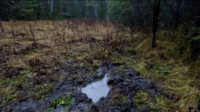 Ушли ЖИТЬ В ЛЕС пока СТРОИМ ДОМ | Как ПОСТРОИТЬ теплое УКРЫТИЕ за несколько часов смотреть онлайн