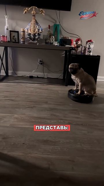 Вы уже катали СОБАКУ на ПЫЛЕСОСЕ? #юмор #пылесос #смех #shorts смотреть онлайн