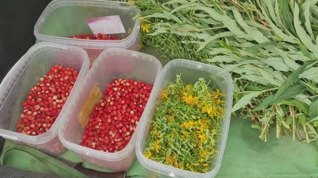 Сходили в лес собрали немного земляники и заодно собрали донник и зверобой . смотреть онлайн