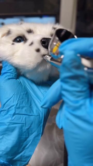 Далматинчик будет потом в свободной продаже