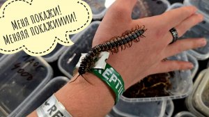 Экзотические животные и люди на Рептилиуме в Москве,лето 2025. Оба дня выставки. Осторожно- ползают!