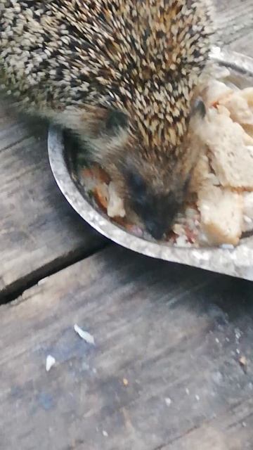 Еж: хочу в семью