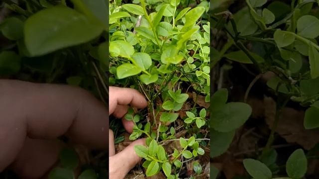 Как зимует черника на островах Белого моря и почему черника это не трава? смотреть онлайн