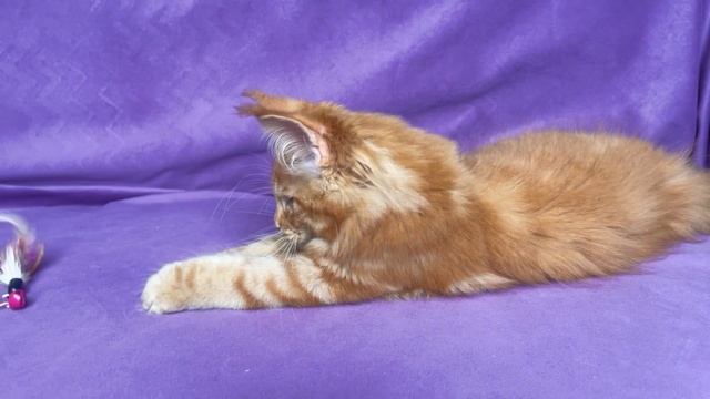 Кошечка Мейн-кун