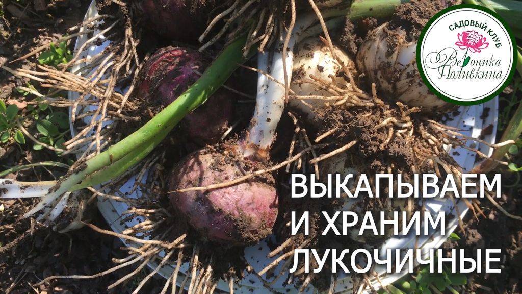 КАК ПРАВИЛЬНО ВЫКОПАТЬ И СОХРАНИТЬ ЛУКОВИЧНЫЕ смотреть онлайн