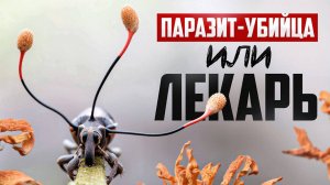 Кордицепс. Удивительные свойства гриба-убийцы насекомых