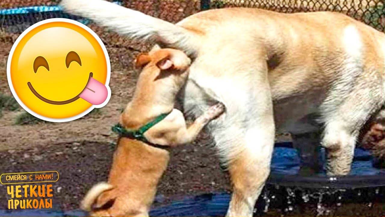 #27 😆😆😆ТОПОВЫЕ СМЕШНЫЕ МОМЕНТЫ С ЖИВОТНЫМИ / ПОПРОБУЙ НЕ ЗАСМЕЯТЬСЯ😆😆😆 смотреть онлайн