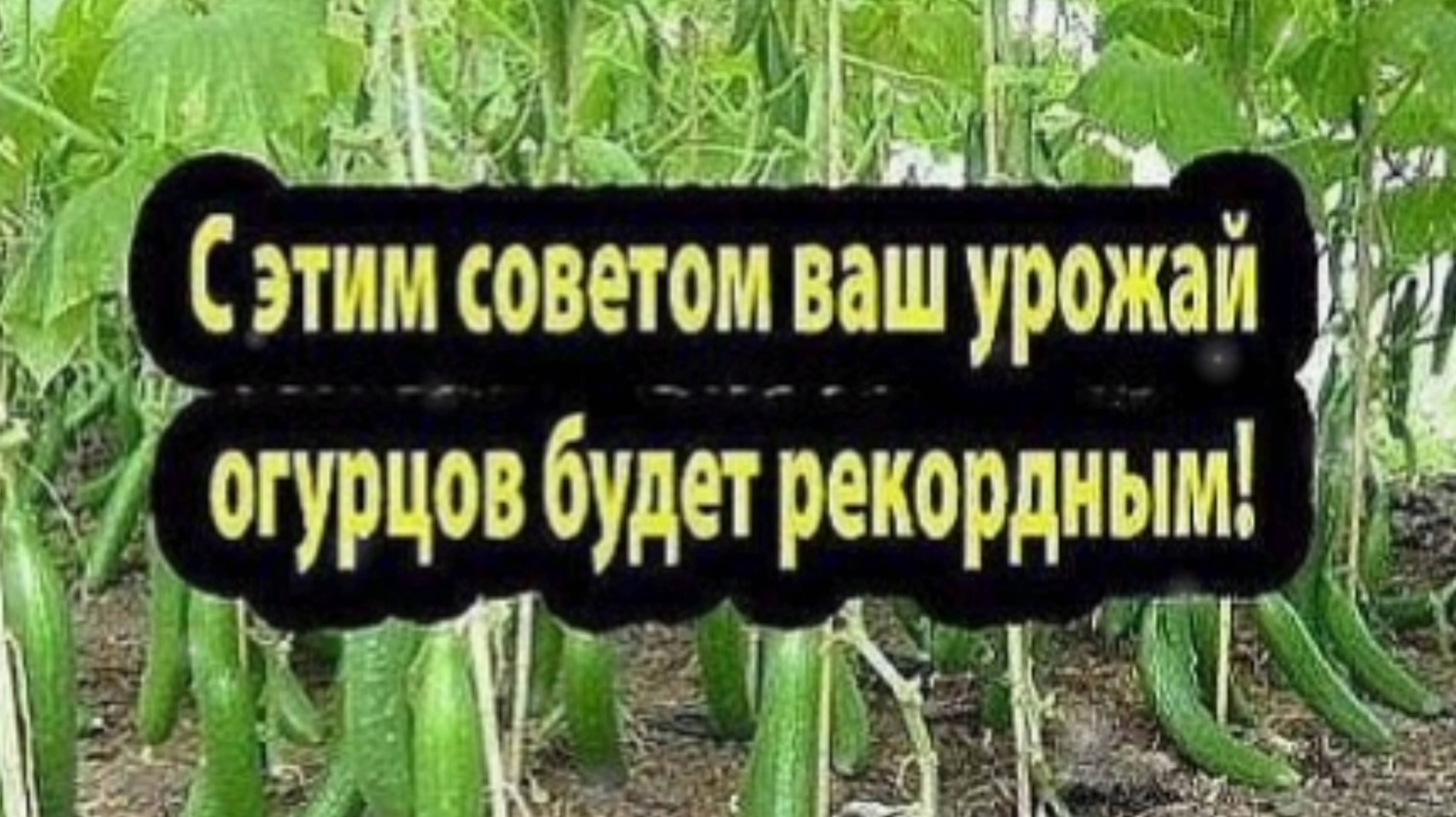 УРОЖАЙ ОГУРЦОВ БУДЕТ РЕКОРДНЫМ!