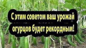 УРОЖАЙ ОГУРЦОВ БУДЕТ РЕКОРДНЫМ!