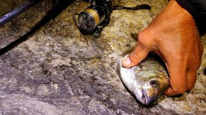 Моя Донная Снасть на Карася. Морская Рыбалка на Диком Камне в Алупке, Первая Ставрида на Пилькера