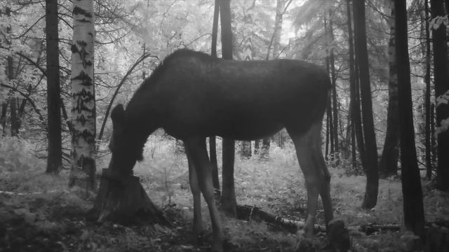 ДОМ ПОД ЗЕМЛЕЙ своими РУКАМИ - ЛОСЬ НА ПОРОГЕ, Защита ОКНА, ЛЕСТНИЦА, Ставим ДВЕРЬ - СТРОИМ Землянку смотреть онлайн