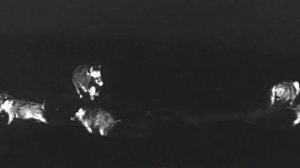 ВОЛКИ ДАВЯТ - ЗАГРЫЗЛИ КАБАНА | 24 ЧАСА в ЗАСИДКЕ | ЖИЗНЬ и БЫТ В ЛЕСУ