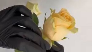 Рубашка у розы, краевые лепестки,  можно и нужно ли их обрывать