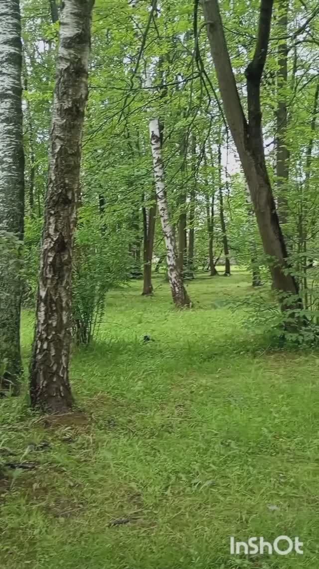 16-06-2026. Сижу на лавочке мечтаю, Вечерняя прогулка по лесу смотреть онлайн