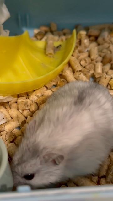 Будни нашего питомца🐭Хомяк