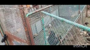 Дел много /как живут в русской деревне