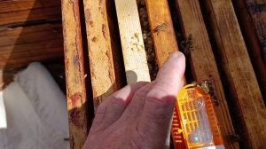 подсадка маток