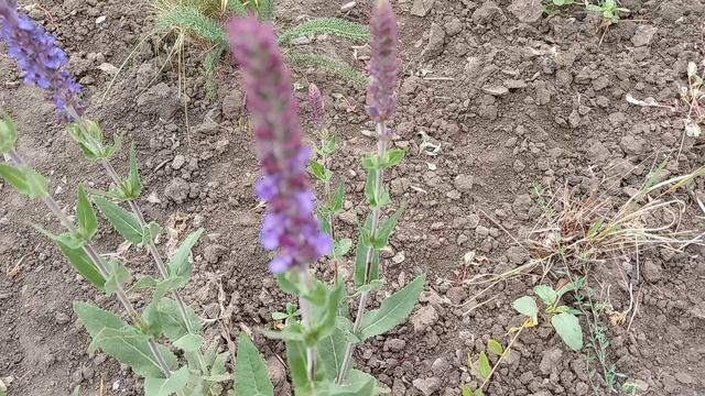 Цветут цветы 🥀