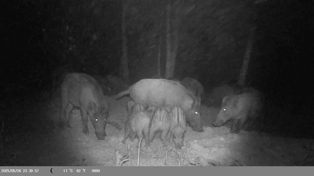 Кабаны на фотоловушке. смотреть онлайн