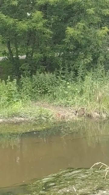 Как моет голову серая ворона? смотреть онлайн