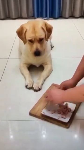 Осторожно, МОШЕННИК! #доброеутро #видеосживотными #животные #юмор #shorts смотреть онлайн