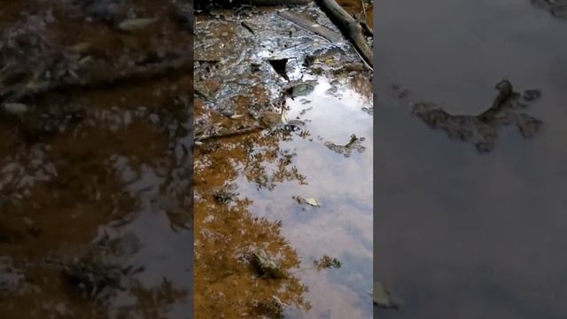 Река Яуза Москва Свиблово, ключ, родник смотреть онлайн