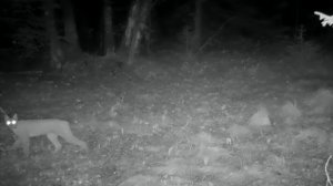 Строю ДВУХЭТАЖНЫЙ ДОМ В ЛЕСУ - СТАВЛЮ ПЕЧЬ | НОВЫЙ ПОЛ | РЫСЬ У ДВЕРЕЙ