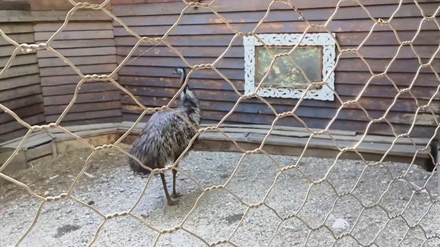 VLOG | Активные выходные | сводили ребёнка в зоопарк | покупки в ТЦ смотреть онлайн