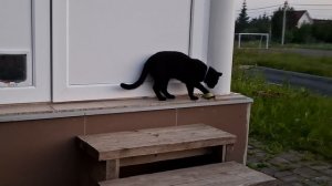 Котячьи дела перед сном