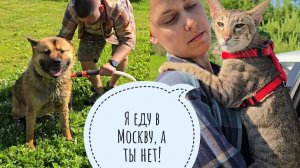 Высадили черепаху на улицу жить в большой тазик, намочили Пса Кубика, Треугольного кота опять увезли