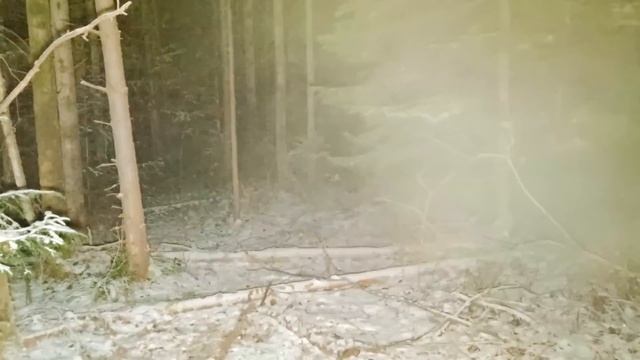 ЗЕМЛЯНКА В ЛЕСУ ГОД СПУСТЯ | ЧТО С НЕЙ СТАЛО? ПЕРВЫЕ МОРОЗЫ, НОВЫЕ СТУПЕНИ,СЕМЬЯ ЛОСЕЙ и РЫЖИЙ ЗВЕРЬ смотреть онлайн