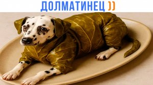 ДОЛМАТИНЕЦ ))) Приколы | Мемозг 1620