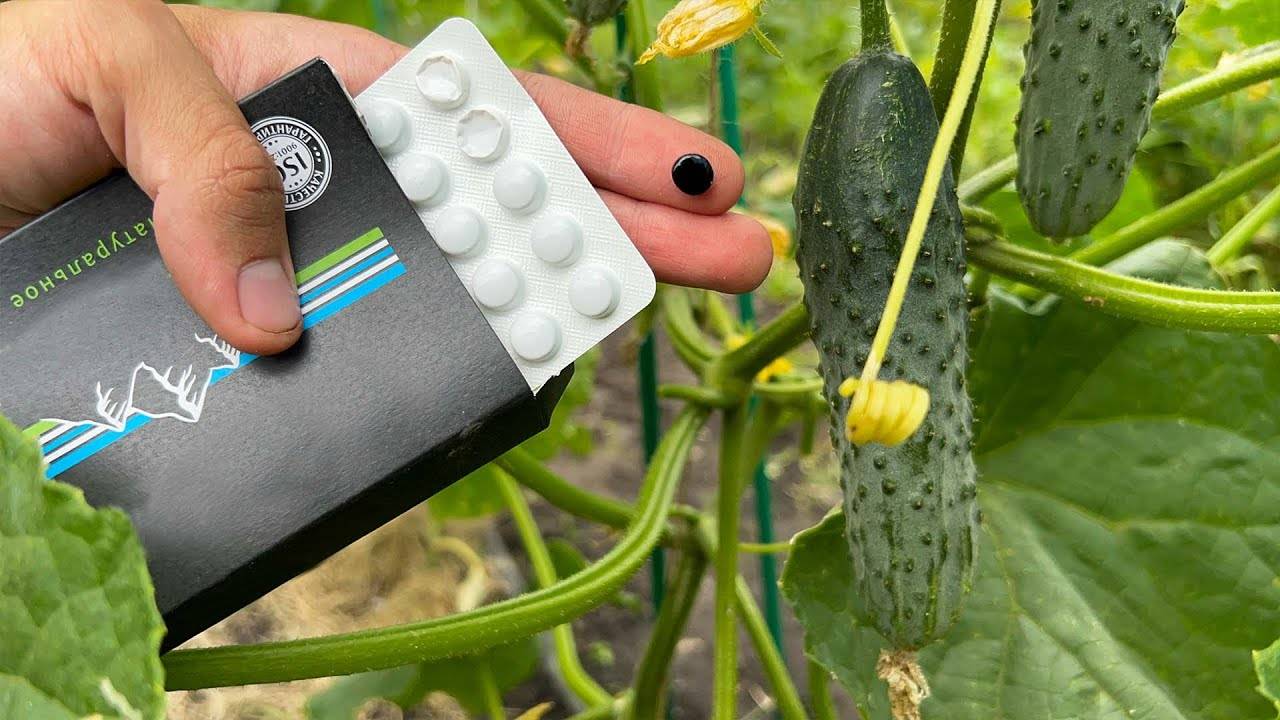 Как спасти хилые огурцы в июле секрет, который заставит их плодоносить без остановки!