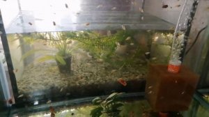 Мальки Скалярий 2,5 Недели | АКВАРИУМНЫЕ РЫБКИ 774