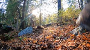 Ушли в КАМЕННЫЙ ДОМ без СНАРЯЖЕНИЯ - Медведи РЯДОМ | Лесная КУХНЯ - ЕДА В ЛЕСУ | НОЧЬ в ДОМЕ