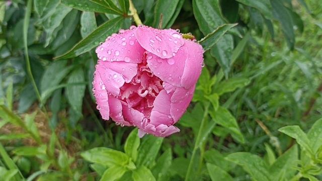 Дождь релакс смотреть онлайн