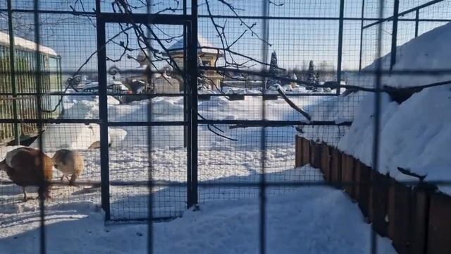 ЗИМНЯЯ ЖИЗНЬ ЗАГОРОДНОГО КЛУБА - «СЕКРЕТЫ ИХТИОЛОГА» ВЫПУСК №1 смотреть онлайн