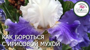 ИРИСОВАЯ МУХА И ДРУГИЕ ПРОБЛЕМЫ ИРИСОВ