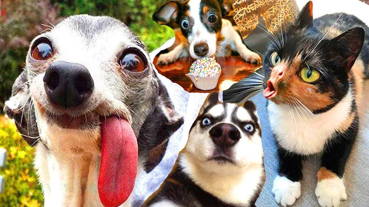 #25 😆😆😆ТОПОВЫЕ СМЕШНЫЕ МОМЕНТЫ С ЖИВОТНЫМИ / ПОПРОБУЙ НЕ ЗАСМЕЯТЬСЯ😆😆😆 смотреть онлайн