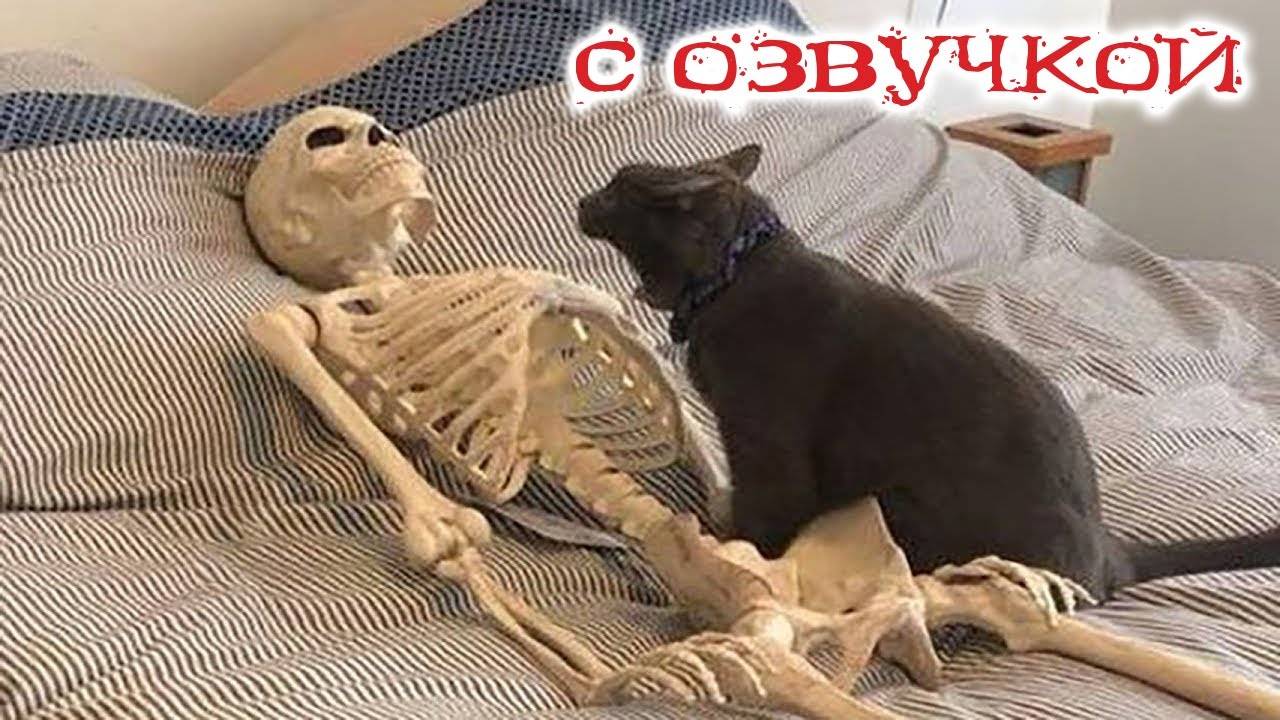 Смешные коты с озвучкой! Попробуй не засмеяться