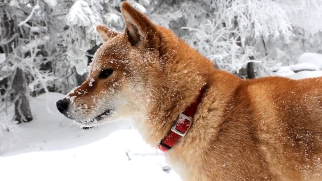 ГАМАК VS ПАЛАТКА ЗИМОЙ! Кто ПОБЕДИТ? Что ЛУЧШЕ? смотреть онлайн