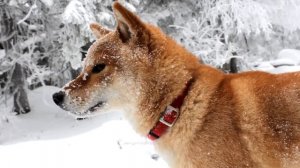 ГАМАК VS ПАЛАТКА ЗИМОЙ! Кто ПОБЕДИТ? Что ЛУЧШЕ?