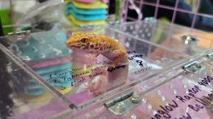 Добрый стрим Yoll. Рептилиум Москва лето 2025. День 1, часть 1