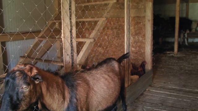 О нашем приюте ❤️