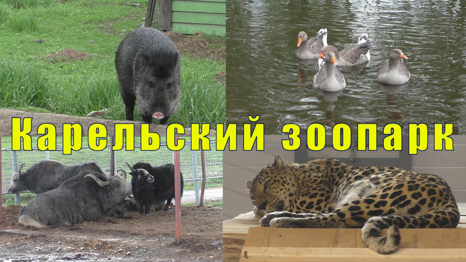 КАРЕЛЬСКИЙ ЗООПАРК / КОРМЛЕНИЕ ХИЩНИКОВ/ ч 2 / 31 мая 2025 смотреть онлайн