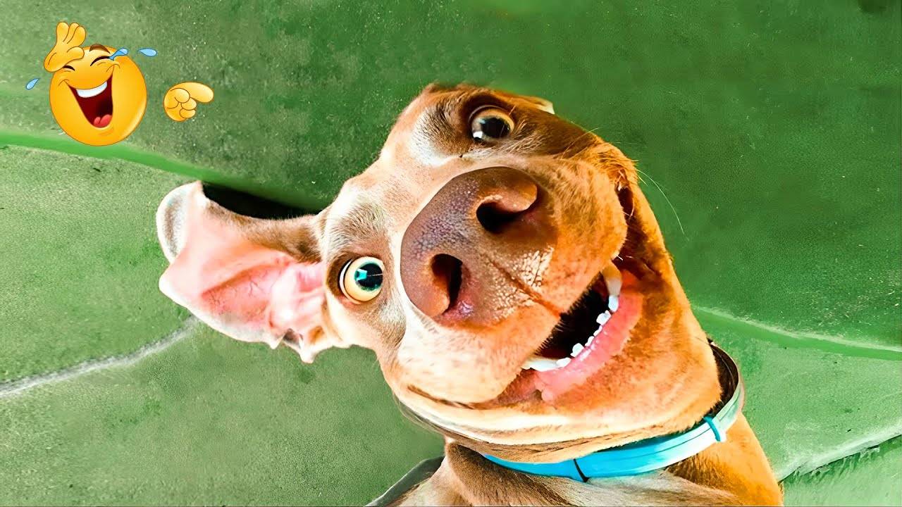 #30 😆😆😆ТОПОВЫЕ СМЕШНЫЕ МОМЕНТЫ С ЖИВОТНЫМИ / ПОПРОБУЙ НЕ ЗАСМЕЯТЬСЯ😆😆😆 смотреть онлайн