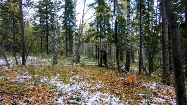 Ставим ДВЕРЬ в КАМЕННЫЙ ДОМ - ТАКОГО мы НЕ ОЖИДАЛИ | ЗВЕРИ | ХРОНИКИ КАМЕННОГО ДОМА смотреть онлайн